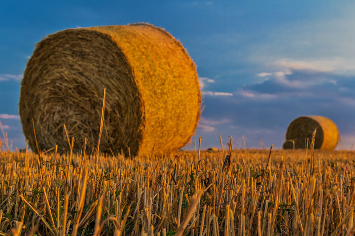 Agricultural firm