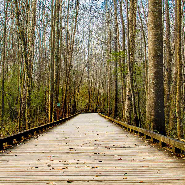 path in the woods