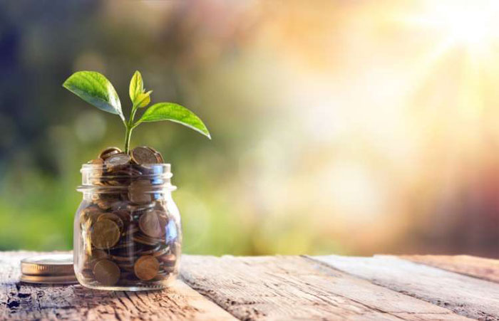 Plant inside a pot filled with coins