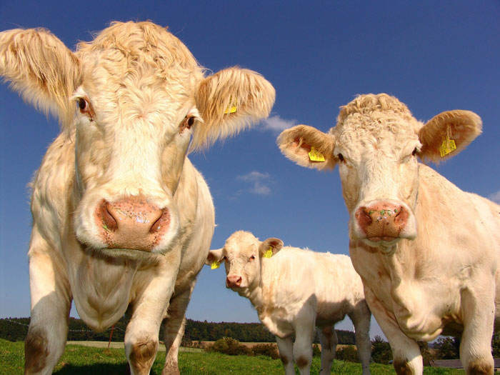 Three cows in a photograph